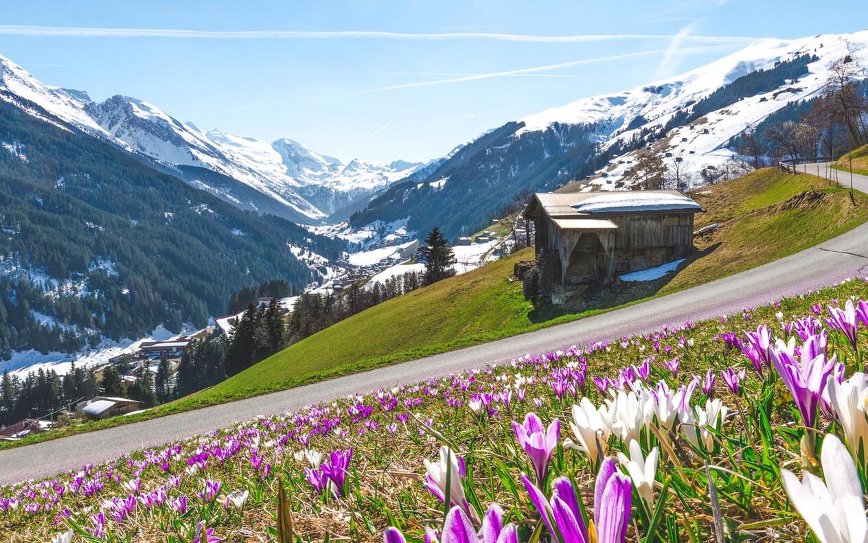Bunte Krokusse blühen am Wegesrand, während die schneebedeckten Berge im Hintergrund strahlend blauen Himmel umrahmen.