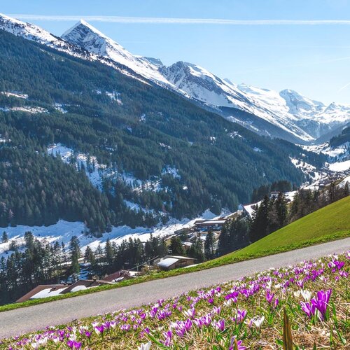 Bunte Krokusse blühen am Wegesrand, während die schneebedeckten Berge im Hintergrund strahlend blauen Himmel umrahmen.